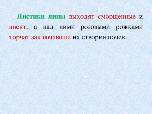  Листики липы выходят  сморщенные и висят , а над ними розовыми рожками торчат заключавшие их створки почек. 
