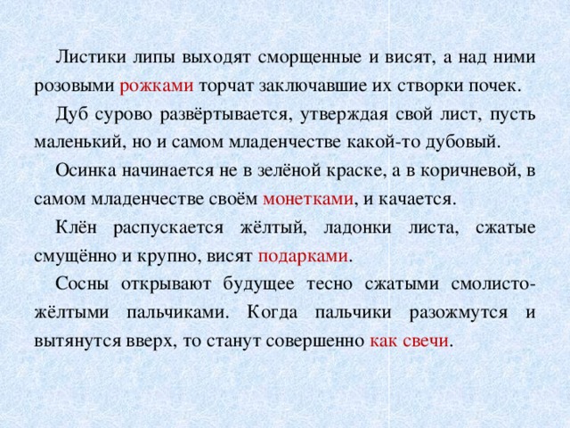  Листики липы выходят сморщенные и висят, а над ними розовыми рожками торчат заключавшие их створки почек.  Дуб сурово развёртывается, утверждая свой лист, пусть маленький, но и самом младенчестве какой-то дубовый.  Осинка начинается не в зелёной краске, а в коричневой, в самом младенчестве своём монетками , и качается.  Клён распускается жёлтый, ладонки листа, сжатые смущённо и крупно, висят подарками .  Сосны открывают будущее тесно сжатыми смолисто- жёлтыми пальчиками. Когда пальчики разожмутся и вытянутся вверх, то станут совершенно как свечи . 