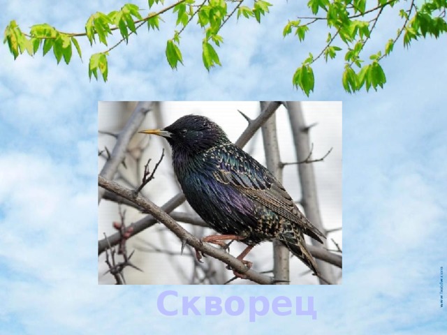 Презентация скворец 1 класс