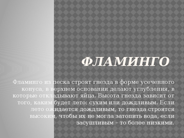 Фламинго Фламинго из песка строят гнезда в форме усеченного конуса, в верхнем основании делают углубления, в которые откладывают яйца. Высота гнезда зависит от того, каким будет лето: сухим или дождливым. Если лето ожидается дождливым, то гнезда строятся высоким, чтобы их не могла затопить вода, если засушливым – то более низкими. 