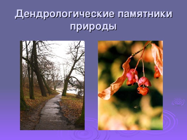Дендрологические памятники природы 