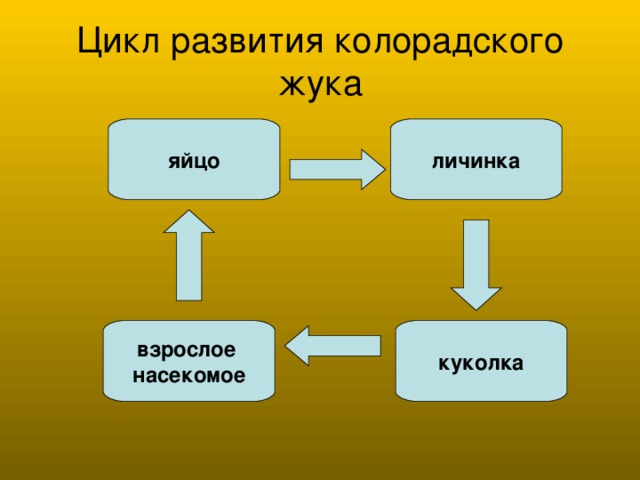 Цикл развития колорадского жука схема
