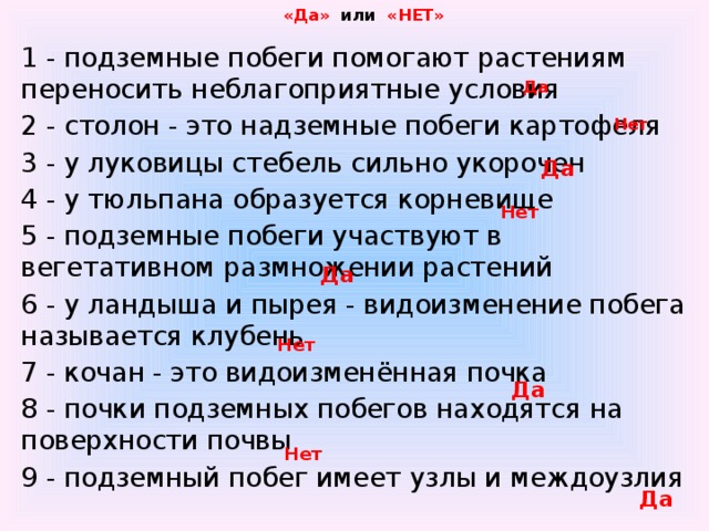  «Да» или «НЕТ» 1 - подземные побеги помогают растениям переносить неблагоприятные условия 2 - столон - это надземные побеги картофеля 3 - у луковицы стебель сильно укорочен 4 - у тюльпана образуется корневище 5 - подземные побеги участвуют в вегетативном размножении растений 6 - у ландыша и пырея - видоизменение побега называется клубень 7 - кочан - это видоизменённая почка 8 - почки подземных побегов находятся на поверхности почвы 9 - подземный побег имеет узлы и междоузлия  Да  Нет  Да  Нет  Да  Нет  Да  Нет  Да 