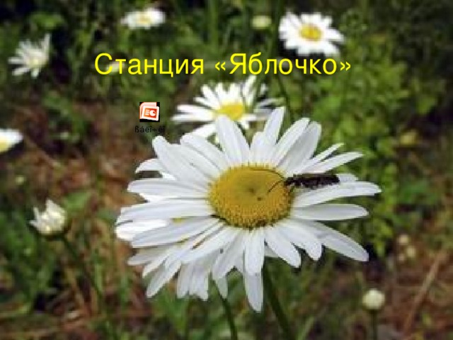 Станция «Яблочко» 