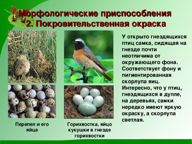 Морфологические приспособления  2. Покровительственная окраска У открыто гнездящихся птиц самка, сидящая на гнезде почти неотличима от окружающего фона. Соответствует фону и пигментированная скорлупа яиц. Интересно, что у птиц, гнездящихся в дупле, на деревьях, самки нередко имеют яркую окраску, а скорлупа светлая. Перепел и его яйца Горихвостка, яйцо кукушки в гнезде горихвостки 