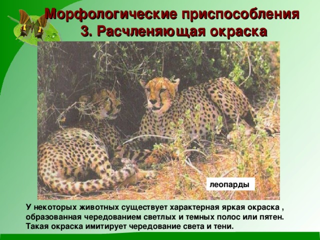 Морфологические приспособления 3. Расчленяющая окраска  леопарды У некоторых животных существует характерная яркая окраска , образованная чередованием светлых и темных полос или пятен. Такая окраска имитирует чередование света и тени. 