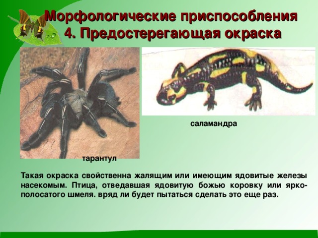Морфологические приспособления 4. Предостерегающая окраска саламандра тарантул Такая окраска свойственна жалящим или имеющим ядовитые железы насекомым. Птица, отведавшая ядовитую божью коровку или ярко-полосатого шмеля. вряд ли будет пытаться сделать это еще раз. 