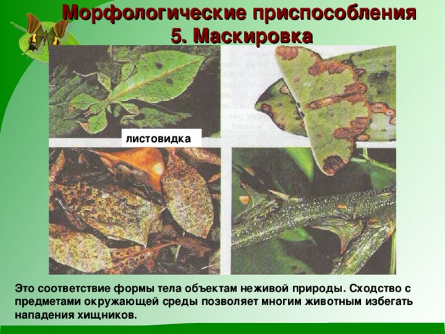 Морфологические приспособления 5. Маскировка листовидка Это соответствие формы тела объектам неживой природы. Сходство с предметами окружающей среды позволяет многим животным избегать нападения хищников. 