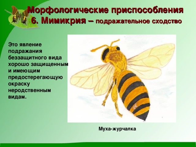 Морфологические приспособления 6. Мимикрия – подражательное сходство Это явление подражания беззащитного вида хорошо защищенным и имеющим предостерегающую окраску неродственным видам. Муха-журчалка 