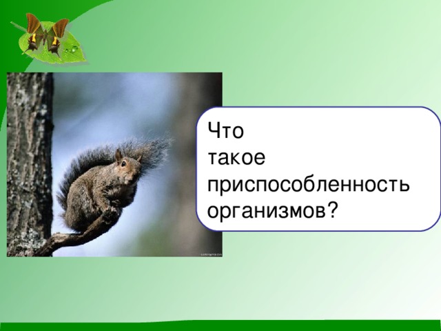 Что такое приспособленность организмов? 