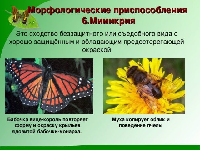 Морфологические приспособления 6.Мимикрия Это сходство беззащитного или съедобного вида с хорошо защищённым и обладающим предостерегающей окраской Бабочка вице-король повторяет форму и окраску крыльев ядовитой бабочки-монарха. Муха копирует облик и поведение пчелы 