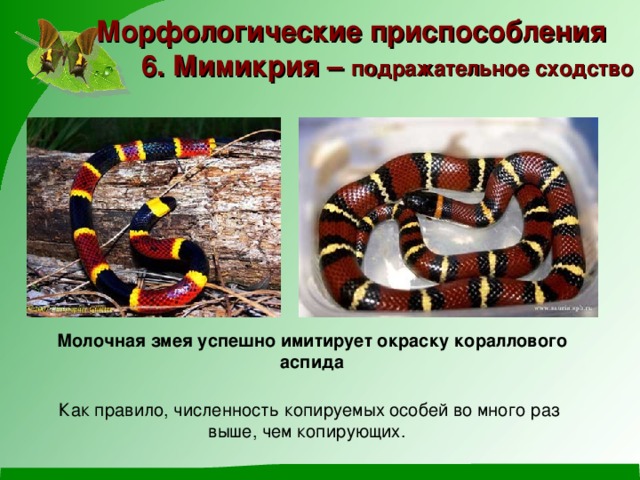 Морфологические приспособления  6. Мимикрия – подражательное сходство Молочная змея успешно имитирует окраску кораллового аспида Как правило, численность копируемых особей во много раз выше, чем копирующих. 