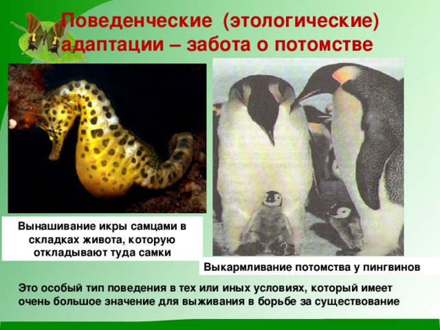 Поведенческие (этологические) адаптации – забота о потомстве Вынашивание икры самцами в складках живота, которую откладывают туда самки Выкармливание потомства у пингвинов Это особый тип поведения в тех или иных условиях, который имеет очень большое значение для выживания в борьбе за существование 