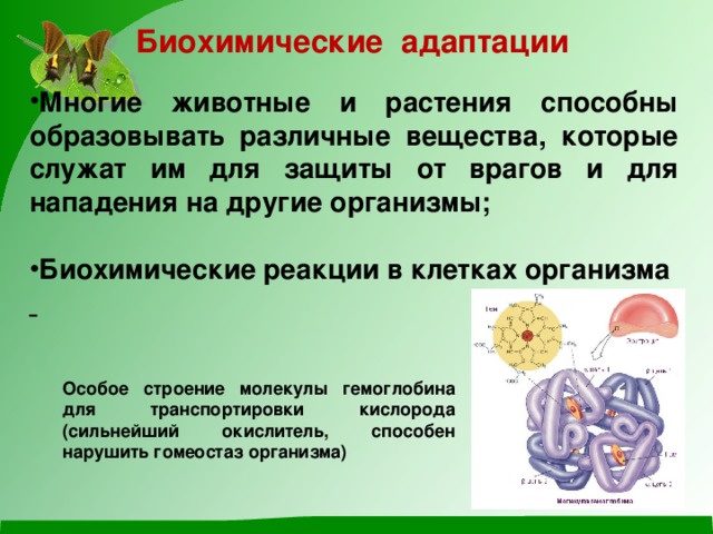 Биохимические адаптации Многие животные и растения способны образовывать различные вещества, которые служат им для защиты от врагов и для нападения на другие организмы;  Биохимические реакции в клетках организма  Особое строение молекулы гемоглобина для транспортировки кислорода (сильнейший окислитель, способен нарушить гомеостаз организма) 