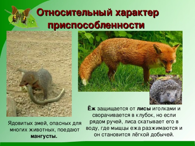Относительный характер приспособленности  Ёж защищается от лисы иголками и сворачивается в клубок, но если рядом ручей, лиса скатывает его в воду, где мыщцы ежа разжимаются и он становится лёгкой добычей. Ядовитых змей, опасных для многих животных, поедают мангусты. 