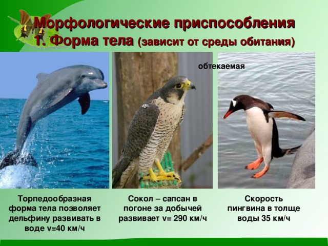 Морфологические приспособления  1. Форма тела (зависит от среды обитания) обтекаемая Торпедообразная форма тела позволяет дельфину развивать в воде v =40 км/ч Сокол – сапсан в погоне за добычей развивает v = 290 км/ч Скорость пингвина в толще воды 35 км/ч 