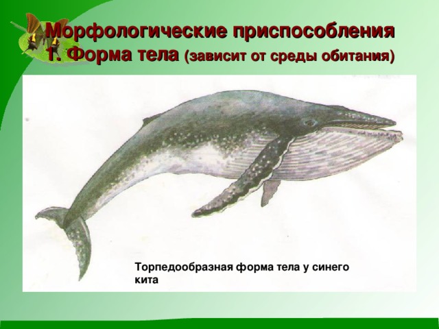 Объясните руководствуясь этой схемой формирование обтекаемой формы тела у предков современного кита