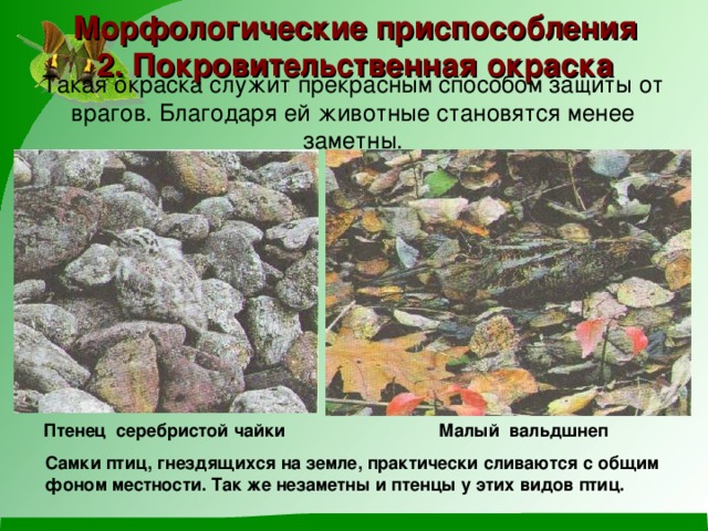 Морфологические приспособления  2. Покровительственная окраска Такая окраска служит прекрасным способом защиты от врагов. Благодаря ей животные становятся менее заметны. Птенец серебристой чайки Малый вальдшнеп Самки птиц, гнездящихся на земле, практически сливаются с общим фоном местности. Так же незаметны и птенцы у этих видов птиц. 