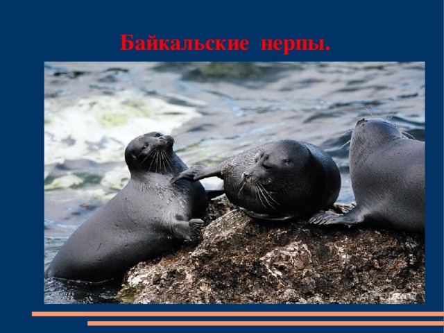 Байкальские нерпы.