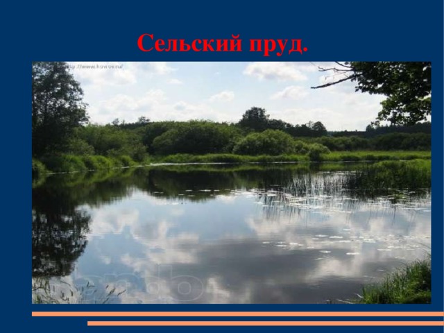 Сельский пруд .