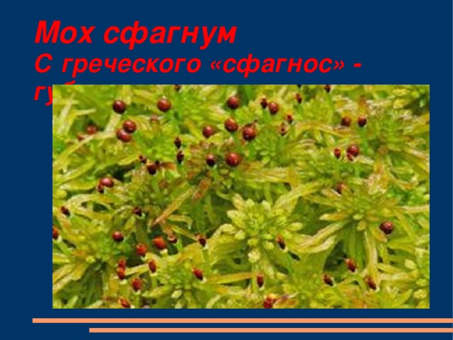 Мох сфагнум   С греческого «сфагнос» - губка