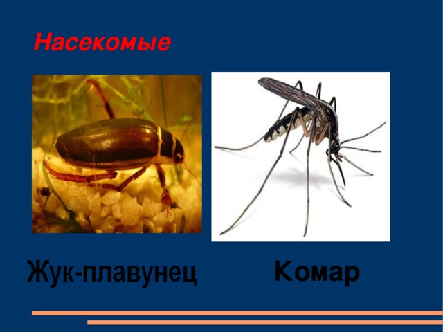Насекомые Комар