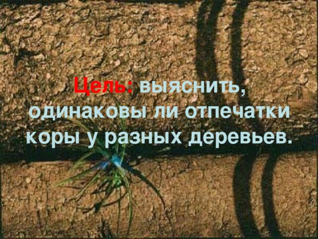 Цель: выяснить, одинаковы ли отпечатки коры у разных деревьев.