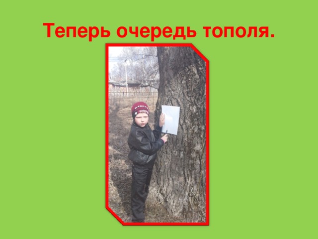 Теперь очередь тополя.