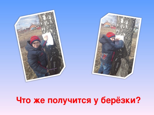 Что же получится у берёзки?