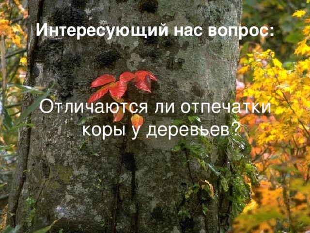 Интересующий нас вопрос: Отличаются ли отпечатки коры у деревьев?