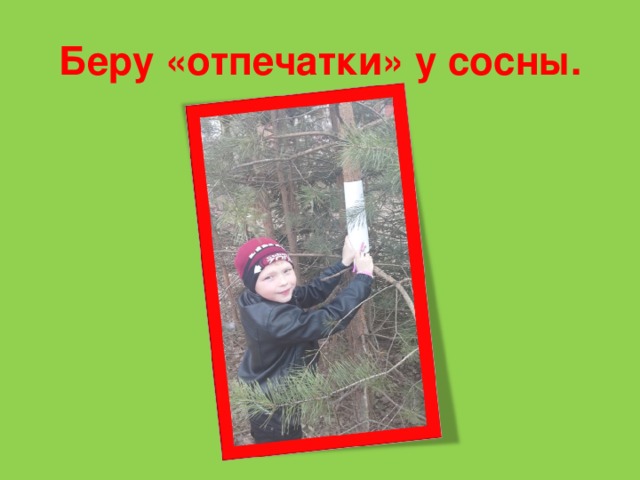Беру «отпечатки» у сосны.