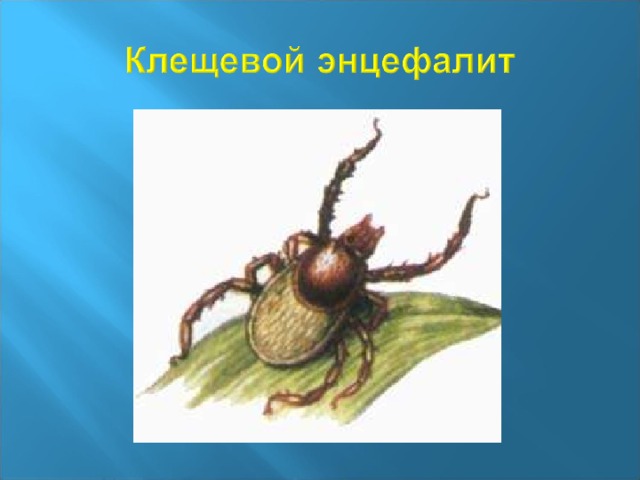Осторожно клещи презентация 1 класс
