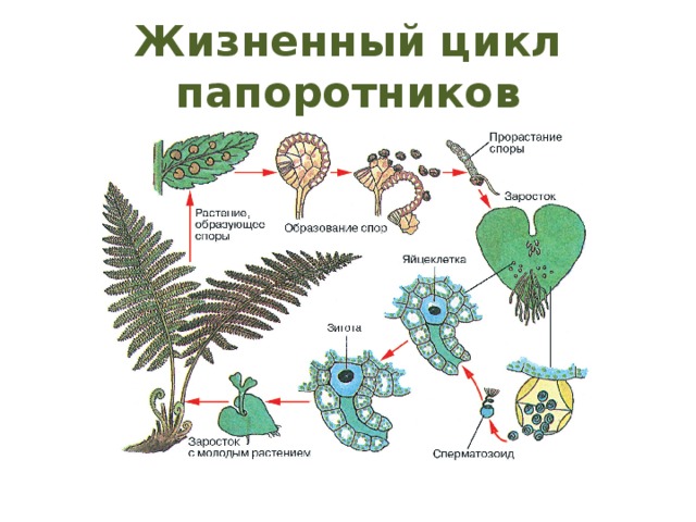 Биология 6 класс цикл развития папоротника схема