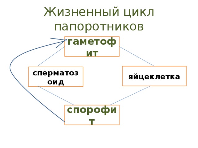 Жизненный цикл папоротников гаметофит яйцеклетка сперматозоид спорофит 