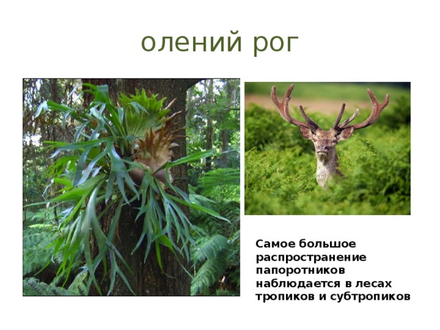олений рог Самое большое распространение папоротников наблюдается в лесах тропиков и субтропиков 