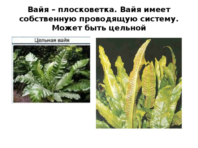 Вайя – плосковетка. Вайя имеет собственную проводящую систему. Может быть цельной 