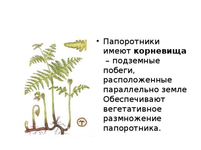 Папоротники имеют  корневища  – подземные побеги, расположенные параллельно земле Обеспечивают вегетативное размножение папоротника. 