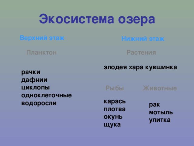 Экосистема озера Верхний этаж Нижний этаж Планктон Растения элодея хара кувшинка рачки дафнии циклопы одноклеточные водоросли Рыбы Животные карась плотва окунь щука рак мотыль улитка 