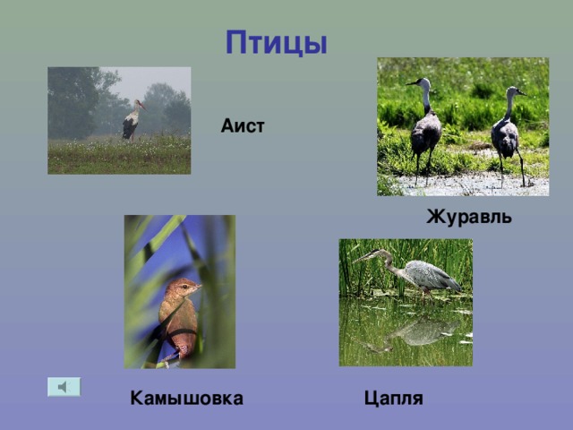 Птицы Аист Журавль Цапля Камышовка 
