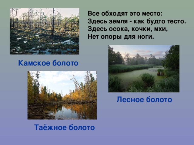 Все обходят это место: Здесь земля - как будто тесто. Здесь осока, кочки, мхи, Нет опоры для ноги. Камское болото Лесное болото Таёжное болото 