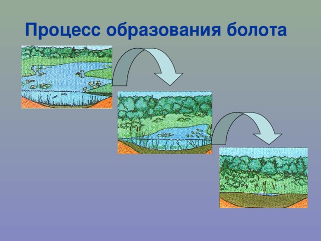 Процесс образования болота 