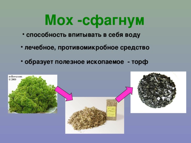 Мох -сфагнум  способность впитывать в себя воду  лечебное, противомикробное средство  образует полезное ископаемое - торф 