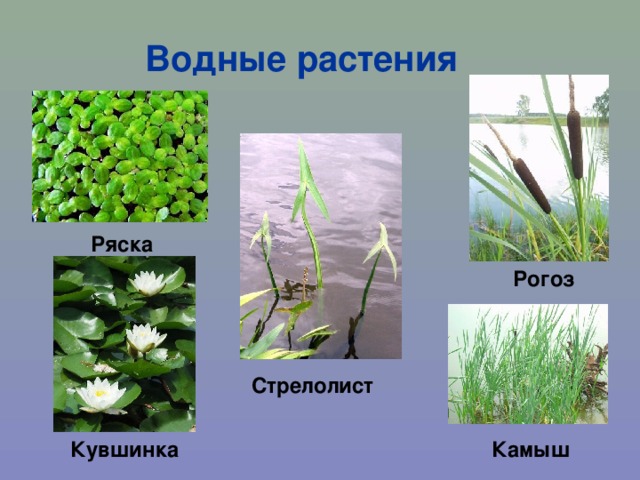 Водные растения Ряска Рогоз Стрелолист Кувшинка Камыш 