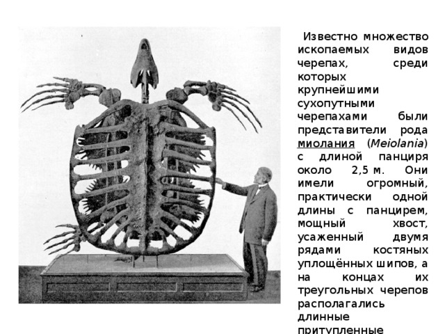  Известно множество ископаемых видов черепах, среди которых крупнейшими сухопутными черепахами были представители рода миолания ( Meiolania ) с длиной панциря около 2,5 м. Они имели огромный, практически одной длины с панцирем, мощный хвост, усаженный двумя рядами костяных уплощённых шипов, а на концах их треугольных черепов располагались длинные притупленные «рога», направленные назад и вбок. 
