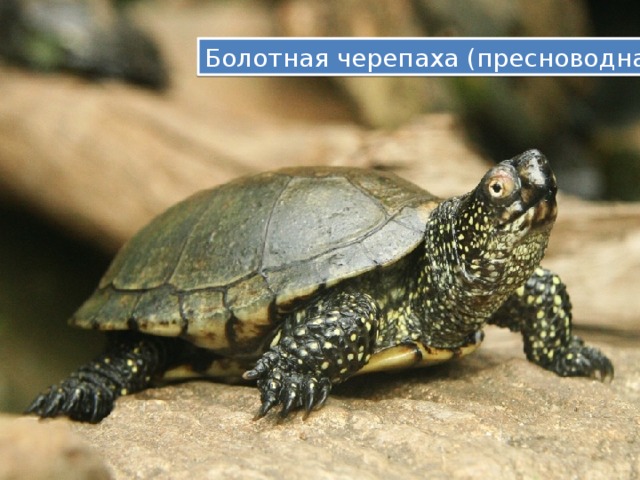 Болотная черепаха (пресноводная). 