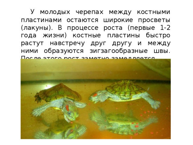  У молодых черепах между костными пластинами остаются широкие просветы (лакуны). В процессе роста (первые 1-2 года жизни) костные пластины быстро растут навстречу друг другу и между ними образуются зигзагообразные швы. После этого рост заметно замедляется. 