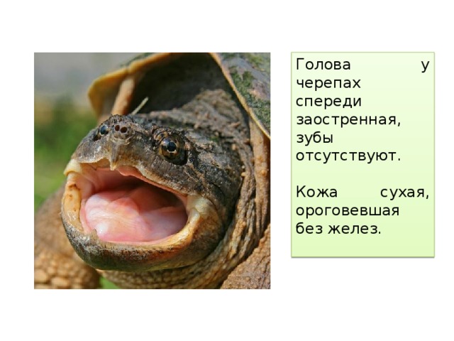 У черепах зубы отсутствуют. Зубы отсутствуют у черепах.