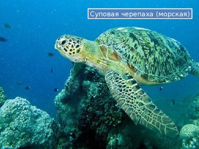 Суповая черепаха (морская) 