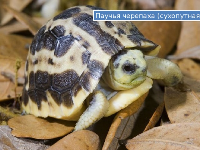 Паучья черепаха (сухопутная ) 
