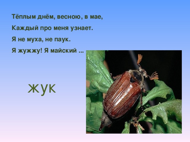 Майские жуки прилетят в пуховиках картинки